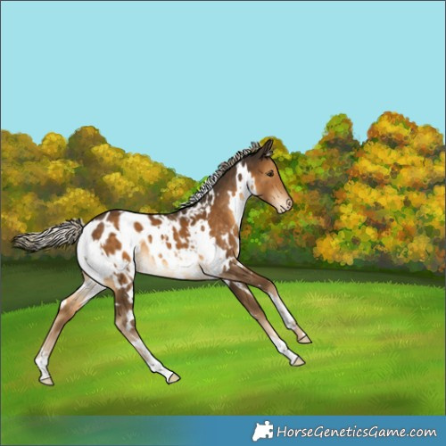 Horse Color:White Spotted Chocolate Palomino Appaloosa 