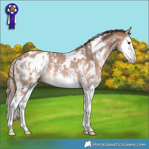 Horse Color:White Spotted Chestnut Sabino Splash Appaloosa 