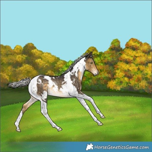 Horse Color:White Spotted Silver Buckskin Tobiano Rabicano