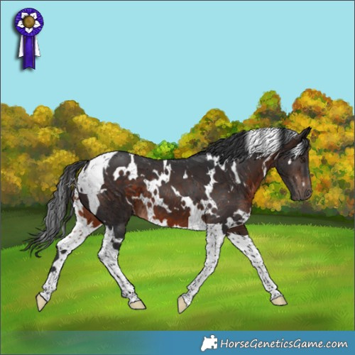 Horse Color:White Spotted Brown Tobiano 