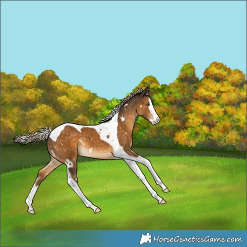Horse Color:White Spotted Chocolate Palomino Splash Tobiano