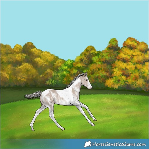 Horse Color:Silver Grullo Sabino Tobiano