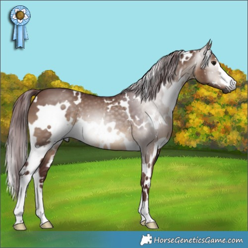 Horse Color:Gray White Spotted Chocolate Brown Dun 