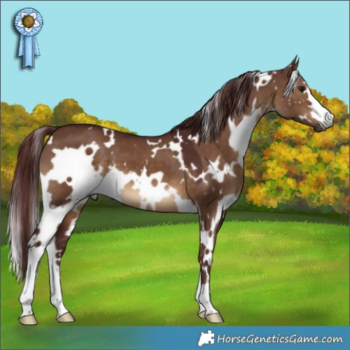 Horse Color:Gray White Spotted Chocolate Brown Dun
