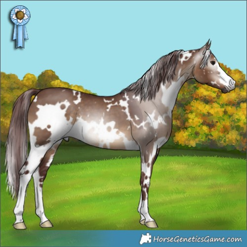 Horse Color:Gray White Spotted Chocolate Brown Dun 