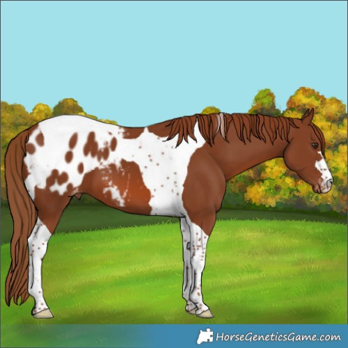 Horse Color:Chestnut Tobiano Blanket 