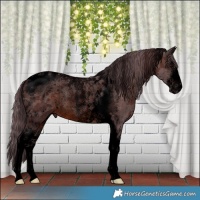 Horse Color:Void White Spotted Chocolate Brown Merle Tobiano Rabicano 