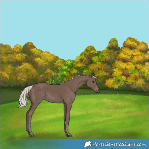 Horse Color:Silver Black 