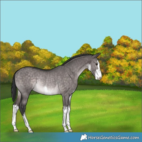 Horse Color:Platinum White Spotted Brown Dun Rabicano 