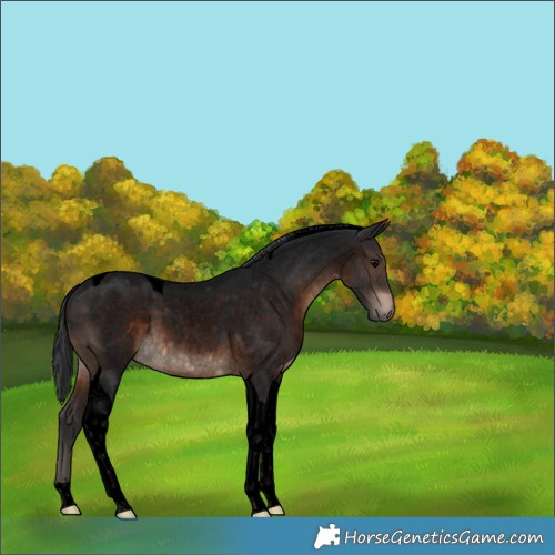 Horse Color:Void Brown Roan Tobiano 
