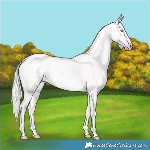Horse Color:Cremello Dun 