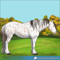 Horse Color:Bay Splash Tobiano Near Leopard  and Bay Splash Tobiano Near Leopard 
