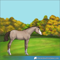 Horse Color:Classic Champagne Dun 