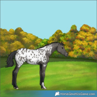 Horse Color:Grullo Blanket 