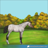 Horse Color:Brown Roan Dun