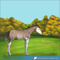 Horse Color:Sable Champagne Splash Rabicano