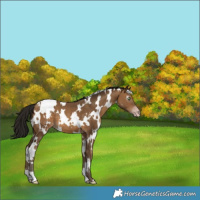 Horse Color:Gray White Spotted Amber Champagne