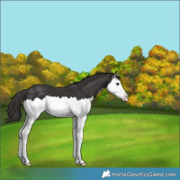 Horse Color:Smoky Black Splash 