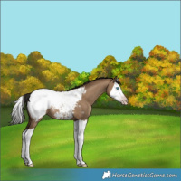 Horse Color:Gray Classic Champagne Dun Splash Appaloosa