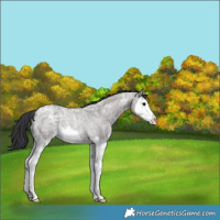 Horse Color:Grullo Ice Roan Splash Rabicano