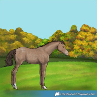 Horse Color:Classic Champagne