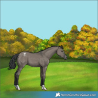 Horse Color:Grullo Appaloosa 