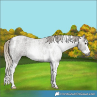 Horse Color:Gray Silver Smoky Blue Roan Splash Tobiano