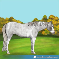 Horse Color:Gray Silver Smoky Blue Roan Splash Tobiano