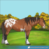 Horse Color:Bay Splash Tobiano Appaloosa  and Bay Splash Tobiano Appaloosa 