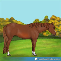 Horse Color:Chestnut 