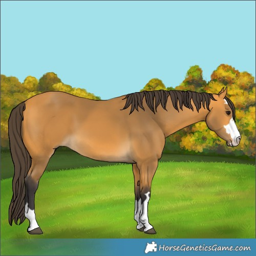 Horse Color:Buckskin 