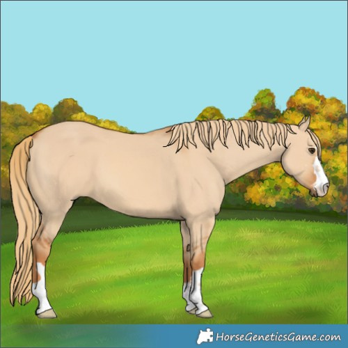 Horse Color:Red Dun 