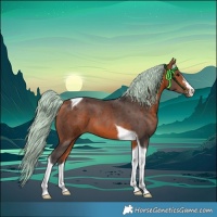 Horse Color:White Spotted Bay Merle Tobiano 