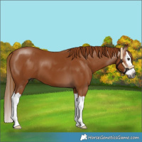 Horse Color:Gray Chestnut Splash 