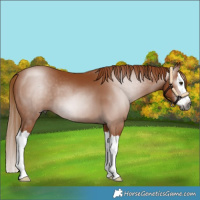Horse Color:Gray Chestnut Splash