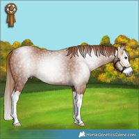 Horse Color:Gray Chestnut Splash 
