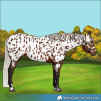 Horse Color:Gray Silver Bay Near Leopard 