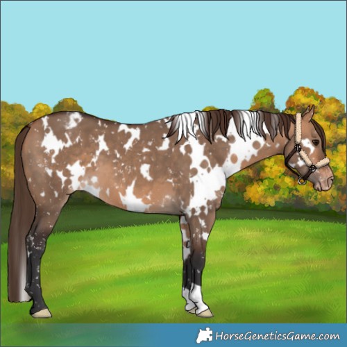 Horse Color:White Spotted Bay Dun Appaloosa 
