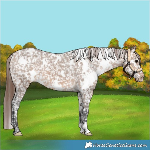 Horse Color:White Spotted Bay Dun Snowflake Varnish