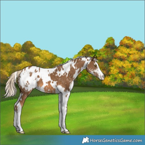 Horse Color:White Spotted Chocolate Palomino Sabino Appaloosa