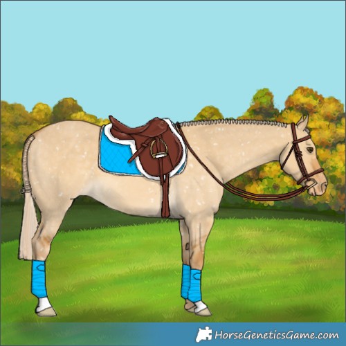 Horse Color:Palomino Dun Appaloosa 