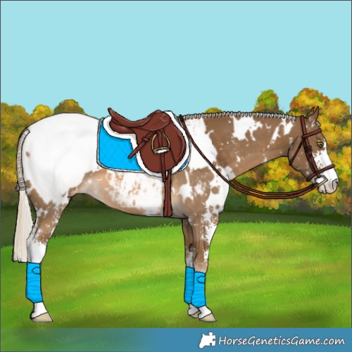 Horse Color:White Spotted Chocolate Palomino Sabino Appaloosa