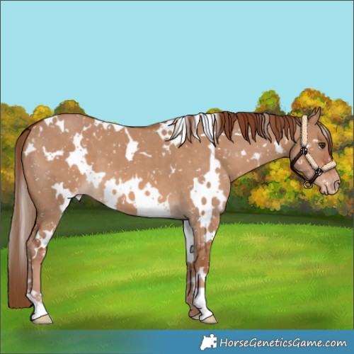 Horse Color:White Spotted Red Dun Appaloosa 
