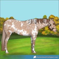 Horse Color:White Spotted Red Dun Appaloosa 