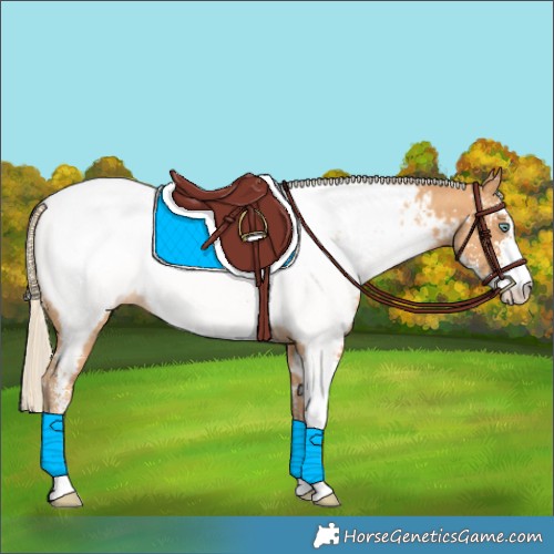 Horse Color:Gold Cream Champagne Sabino Appaloosa 