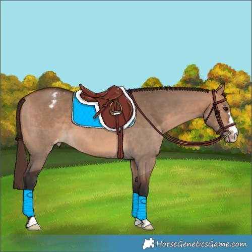 Horse Color:Bay Dun Appaloosa 