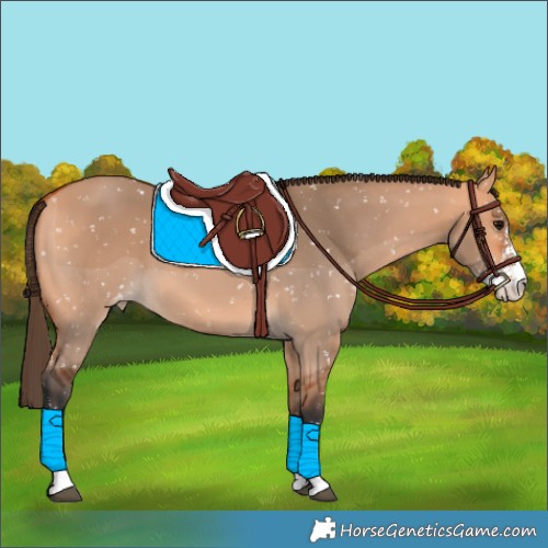 Horse Color:Bay Dun Sabino Appaloosa