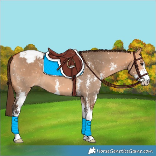 Horse Color:Bay Dun Sabino Appaloosa 
