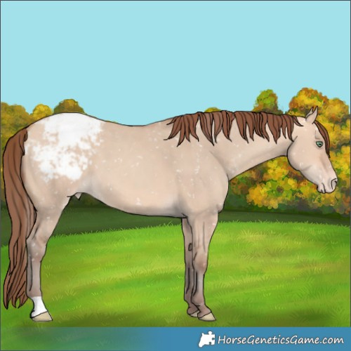 Horse Color:Amber Champagne Dun Appaloosa 