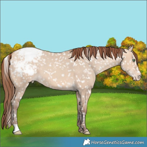 Horse Color:Amber Champagne Dun Snowflake Varnish